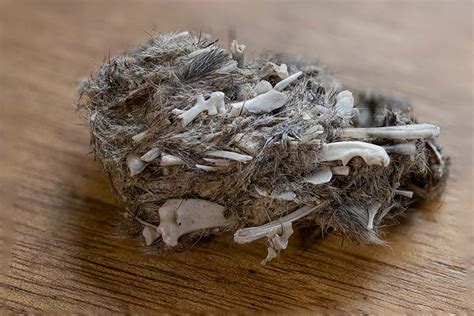 What is an owl pellet - Photos of owl pellet contents – a guide to help identify the bones of small mammals found when dissecting and analysing Barn Owl pellets. Wood Mouse skull – top. Wood Mouse skull – side. Wood Mouse skull – bottom. Wood Mouse jaw – top. 